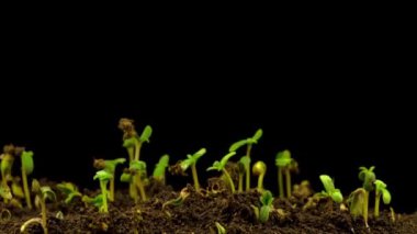 Kara Arkaplan 'da büyüyen marihuana bitkisi. Zaman Süreleri.