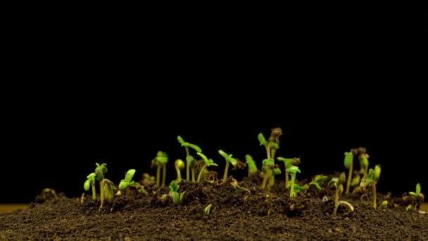 Marihuana Pflanze Wächst Auf Schwarzem Hintergrund Zeitraffer — Stockvideo