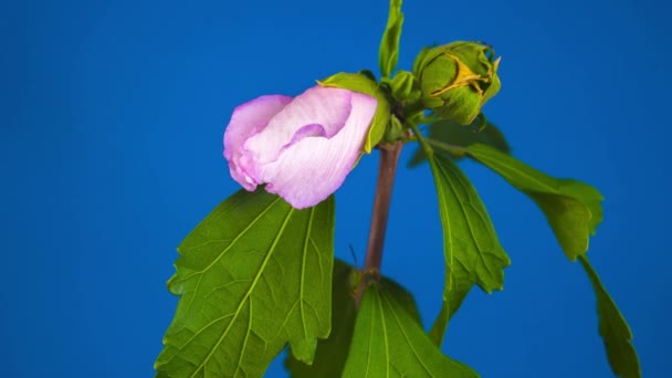 Pembe Hibiscus Çiçek Çiçeklenme Mavi Arka Plan Timelapse — Stok video