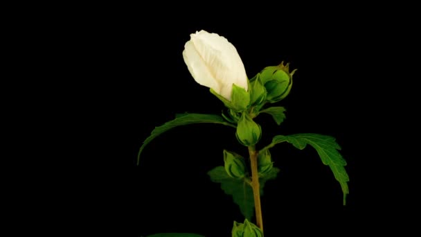 Witte Hibiscus Bloem Bloeien Zwarte Achtergrond Timelapse — Stockvideo