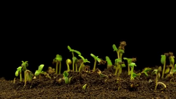 Marijuana Plant Growing Black Background Time Lapse — Stock Video