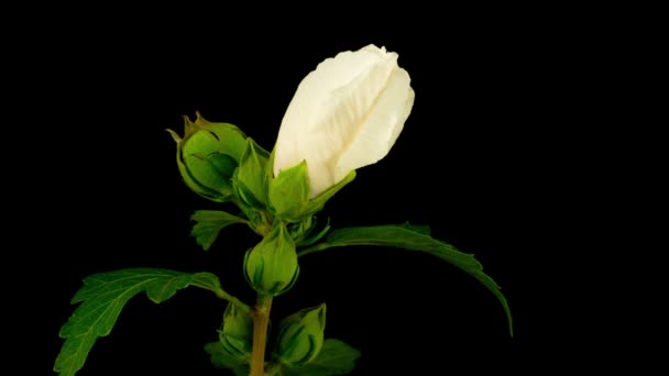 Witte Hibiscus Bloem Bloeien Zwarte Achtergrond Timelapse — Stockvideo