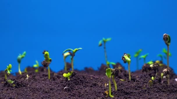 Mavi Bir Arka Plan Üzerinde Büyüyen Esrar Bitki Zaman Atlamalı — Stok video