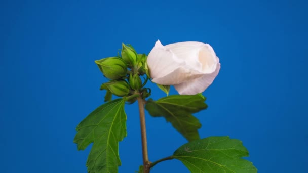 Rosa Hibiskusblüte Blauer Hintergrund Zeitraffer — Stockvideo