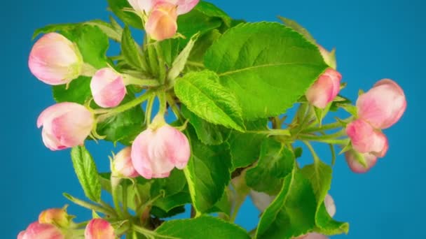 Vita Blommor Blommar Grenar Äppelträdet Timelapse — Stockvideo