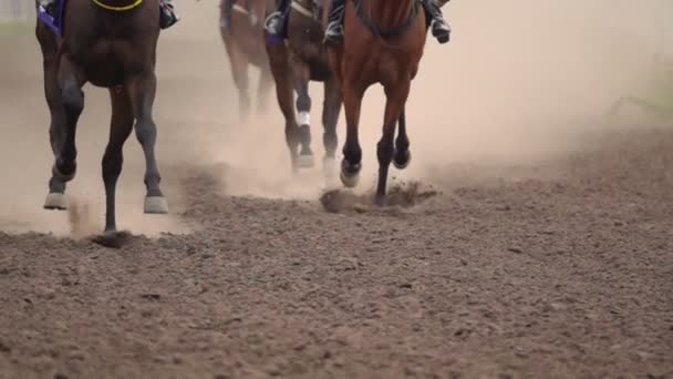 Hästkapplöpning Fötter Hästarna Travet Att Höja Damm Och Smuts Närbild — Stockvideo