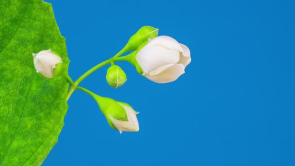 Ανθισμένα Time Lapse Από Λευκό Γιασεμί Λουλούδι Μπλε Φόντο — Αρχείο Βίντεο