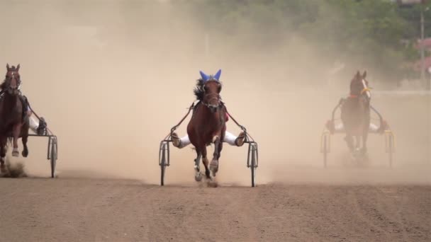 Carreras Caballos Primer Plano Los Vagones Los Cascos Caballo Corriendo — Vídeos de Stock