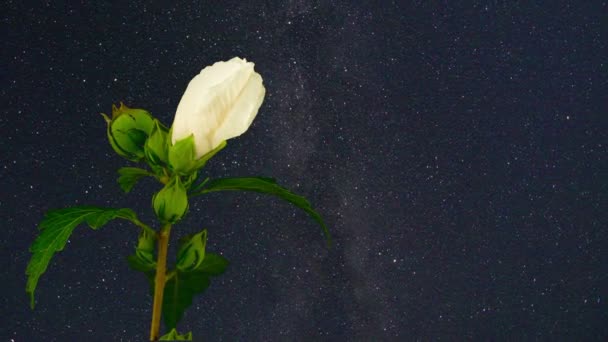 White Hibiscus Flower Blooming Starry Sky Background Timelapse — Stock Video