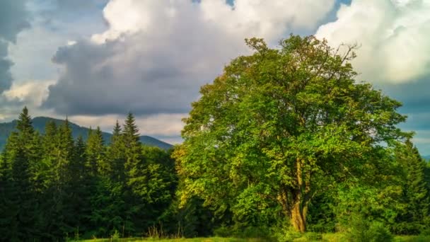 Fantástica Paisagem Montanha Com Com Uma Árvore Solitária Nuvens Fluffy — Vídeo de Stock