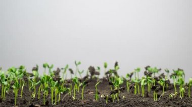 Flax Germination Işık Arkaplanda. Zaman Uygulaması.