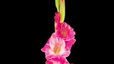 Siyah Arkaplanda Pembe Gladiolus Çiçeğinin Güzel Zaman Süreleri. 