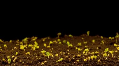 Kara Arkaplan 'da büyüyen tecavüz. Zaman Uygulaması.