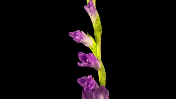 Schöne Zeitraffer Des Öffnens Lila Gladiolenblüte Auf Schwarzem Hintergrund — Stockvideo