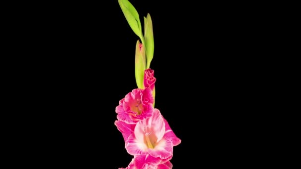 Hermoso Lapso Tiempo Apertura Flor Gladiolo Rosa Sobre Fondo Negro — Vídeo de stock