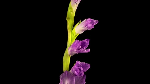 Hermoso Lapso Tiempo Apertura Flor Gladiolo Púrpura Sobre Fondo Negro — Vídeo de stock