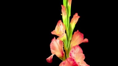 Siyah Arkaplanda Pembe Gladiolus Çiçeğinin Güzel Zaman Süreleri.