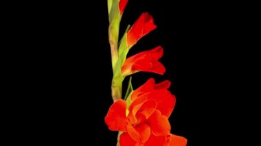 Siyah Arkaplanda Kırmızı Gladiolus Çiçeğinin Açılışının Güzel Zaman Süreleri.