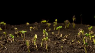 Kara Arkaplan 'da büyüyen marihuana bitkisi. Zaman Süreleri.