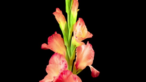 Hermoso Lapso Tiempo Apertura Flor Gladiolo Rosa Sobre Fondo Negro — Vídeo de stock