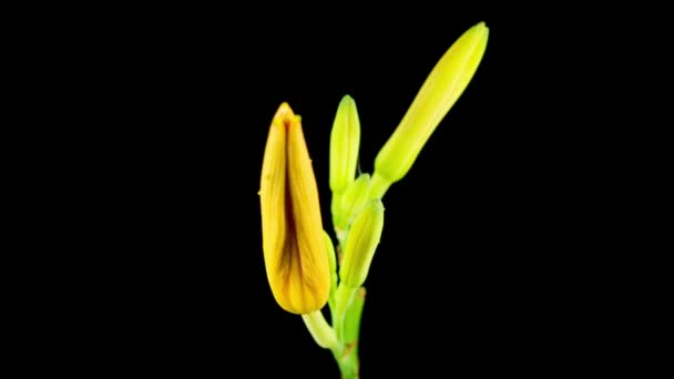 Time Lapse Vackra Apelsin Liljekonvalj Blommor Svart Bakgrund — Stockvideo