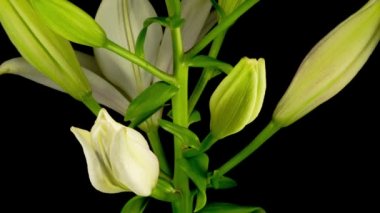 Güzel Beyaz Zambak Çiçeklerinin Zaman Hızı. Siyah Arkaplan.