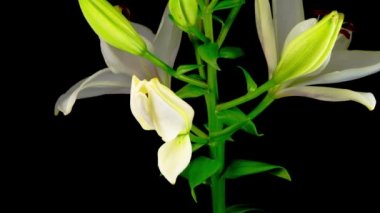 Güzel Beyaz Zambak Çiçeklerinin Zaman Hızı. Siyah Arkaplan.