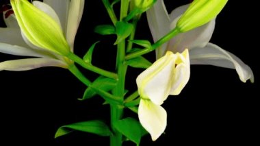 Güzel Beyaz Zambak Çiçeklerinin Zaman Hızı. Siyah Arkaplan.