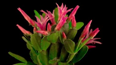 Blooming Kaktüsünün Zamanı. Siyah Arkaplanda Çiçek Açma ve Kapama.
