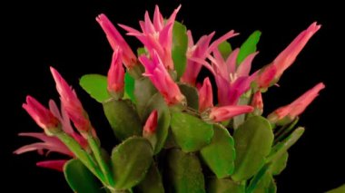 Blooming Kaktüsünün Zamanı. Siyah Arkaplanda Çiçek Açma ve Kapama.