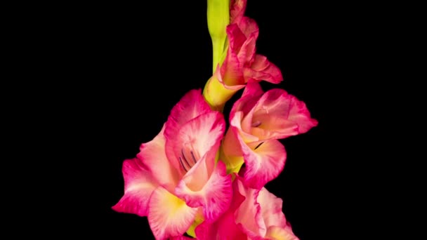 Hermoso Lapso Tiempo Apertura Flor Gladiolo Rosa Sobre Fondo Negro — Vídeo de stock