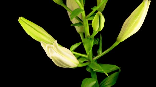 Time Lapse Beautiful White Lily Flower Blossoms Black Background — Stock Video