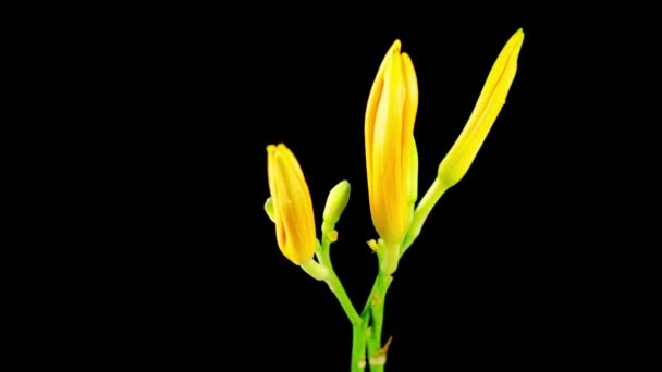 Time Lapse Beautiful Orange Lily Flower Blossoms Fondo Negro — Vídeo de stock