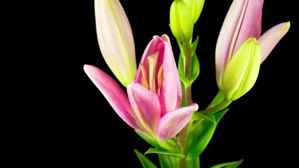 Time Lapse Beautiful Pink Lily Flower Blossoms Fondo Negro — Vídeos de Stock