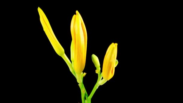 Time Lapse Beautiful Orange Lily Flower Blossoms Black Background — Stock Video