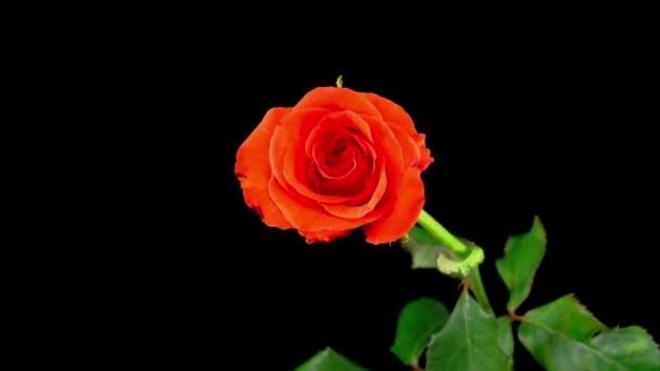 Schöne Zeitraffer Der Eröffnung Koralle Rose Blume Auf Schwarzem Hintergrund — Stockvideo