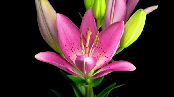 Time Lapse Beautiful Pink Lily Flor Flores Fundo Preto — Vídeo de Stock