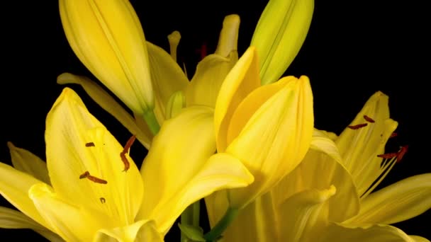 美丽的黄色百合花的时光流逝 黑色背景 — 图库视频影像