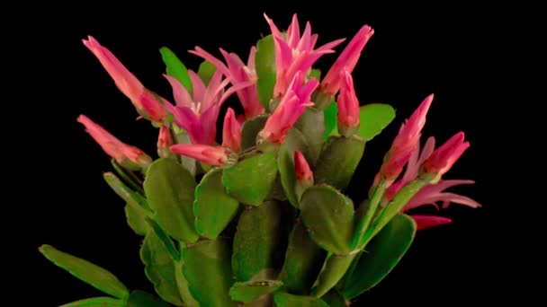 Timelapse Blooming Cactus Flower Opening Closing Black Background — Stock Video