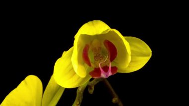 Kara Arkaplan 'da çiçek açan sarı orkide falanopsis çiçeği. Zaman Süreleri.