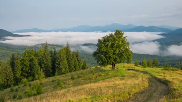 晨雾中有一棵孤零零的树和一条泥土路 在前景和雾与云的背景 — 图库视频影像