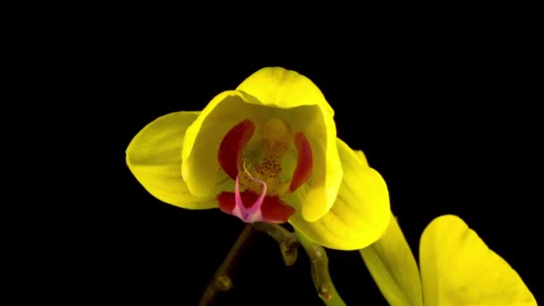 Blooming Yellow Orchid Phalaenopsis Flower on Black Background. Time Lapse.