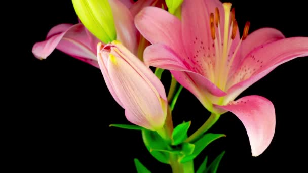 Time Lapse Beautiful Pink Lily Λουλούδια Μαύρο Φόντο — Αρχείο Βίντεο