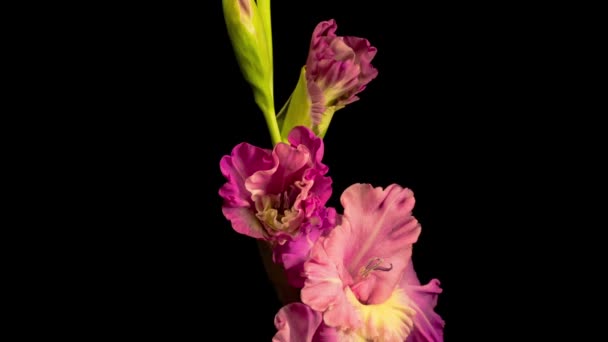 Hermoso Lapso Tiempo Apertura Flor Gladiolo Púrpura Sobre Fondo Negro — Vídeos de Stock
