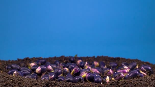 青の背景に豆の発芽 タイムラプス — ストック動画