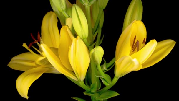 Time Lapse Beautiful Yellow Lily Flower Blossoms Fondo Negro — Vídeos de Stock