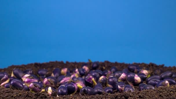 青の背景に豆の発芽 タイムラプス — ストック動画