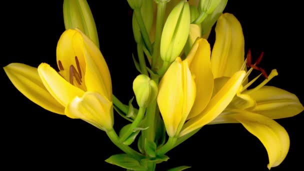 Time Lapse Beautiful Yellow Lily Flower Blossoms Fondo Negro — Vídeos de Stock