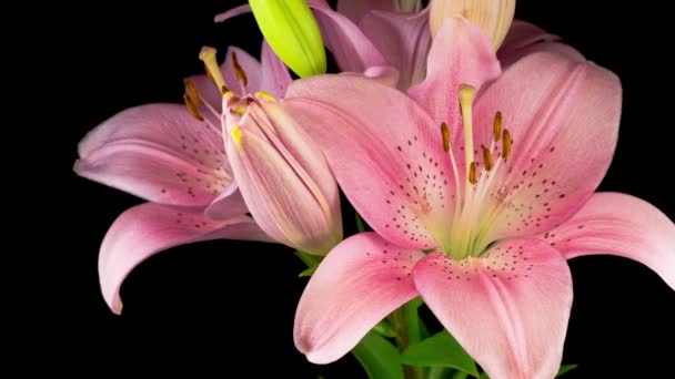 美丽的粉色百合花的时光流逝 黑色背景 — 图库视频影像