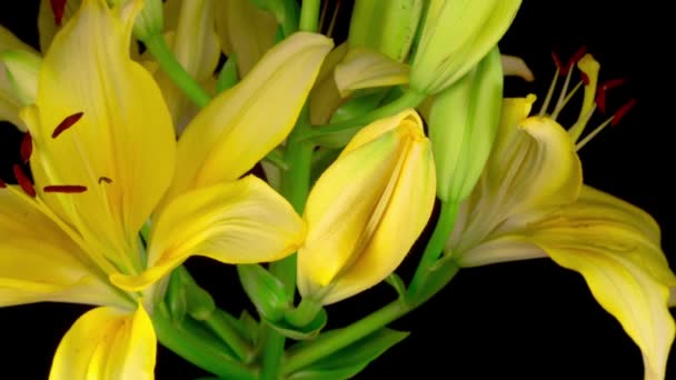Time Lapse Beautiful Yellow Lily Flower Blossoms Black Background — Stock Video